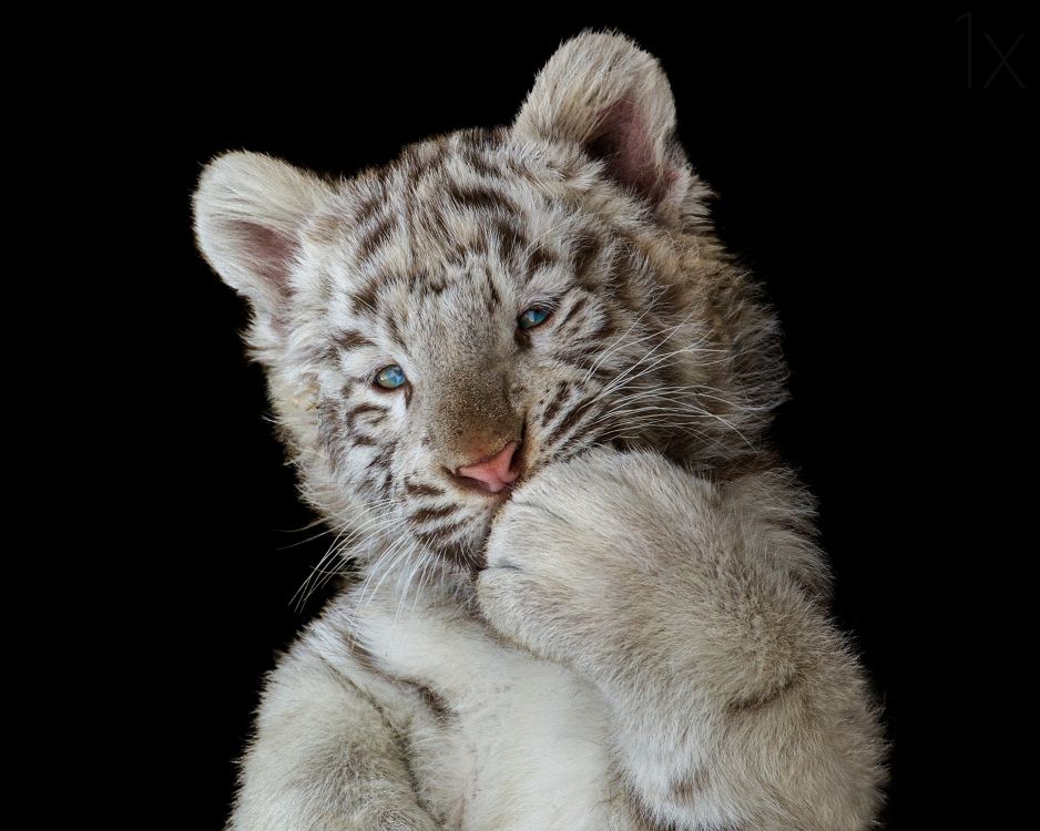 Обои Белый тигр, привлекательность, бенгальский тигр, кошачьих, кот в разрешении 2500x1997