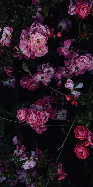 Обои цветок, Роза, розовый, цветной, цветочный дизайн в разрешении 1500x3000