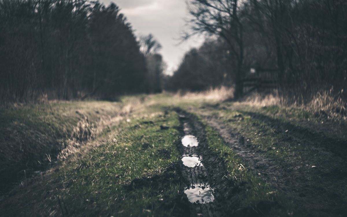 Обои дерево, дорога, лист, атмосфера, растение в разрешении 2560x1600