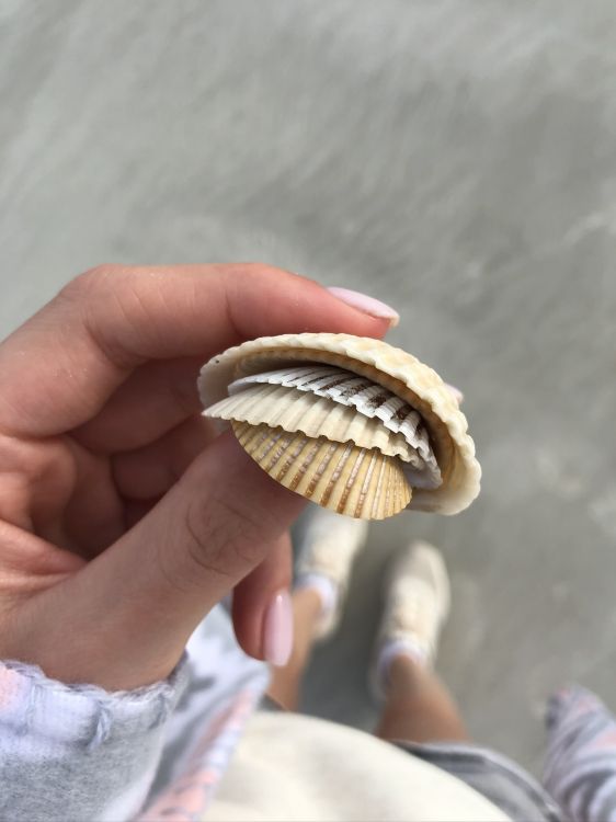 Обои палец, двустворчатый моллюск, натуральный материал, оболочка, ноготь в разрешении 1536x2048