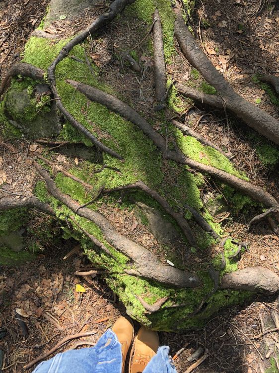 Обои дерево, обнажение, растительность, лист, биология в разрешении 1536x2048