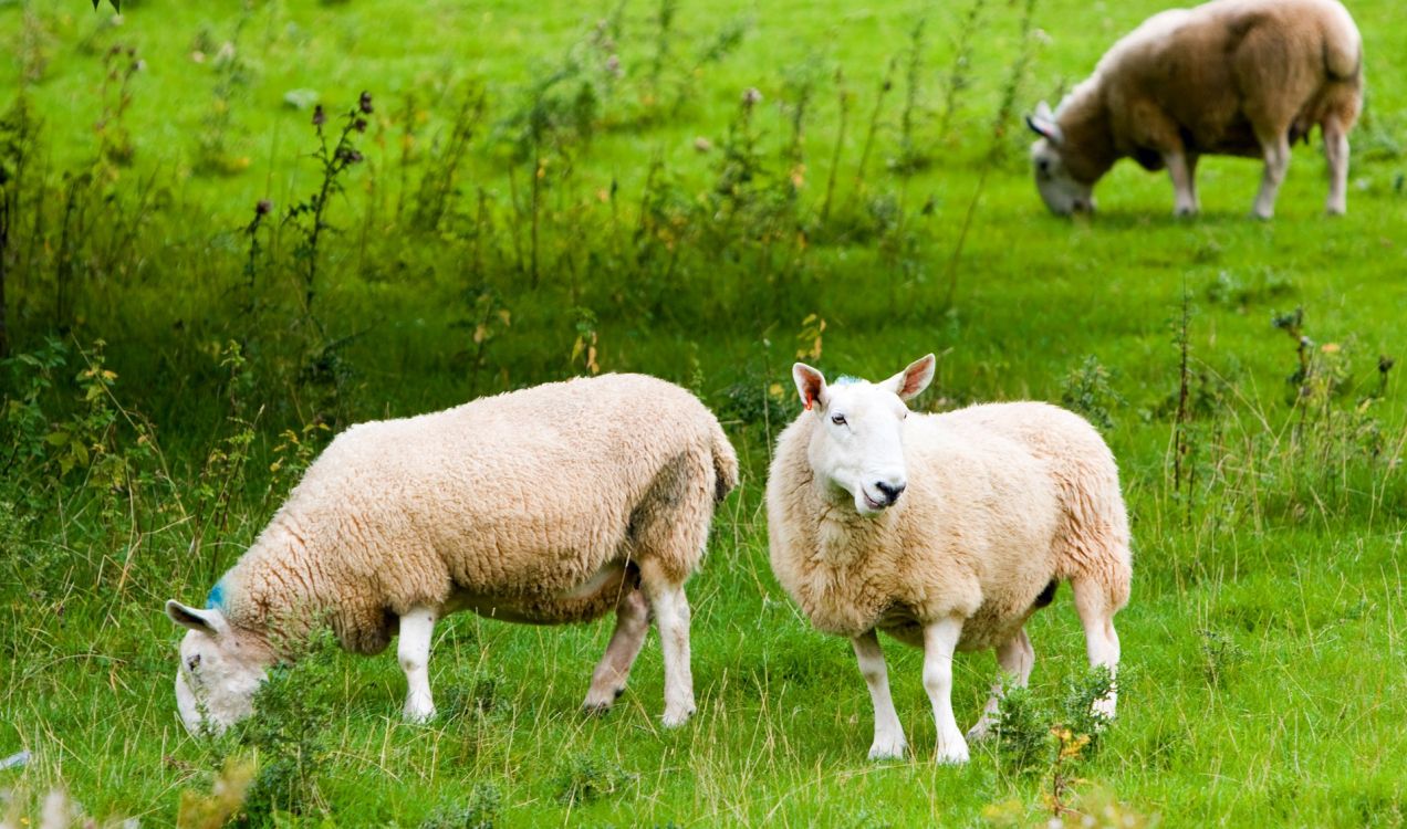 Обои овца, стадо, выгон, сенокосное угодье, пастбище в разрешении 1920x1132