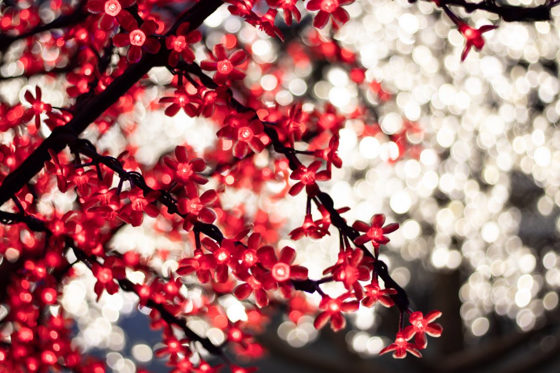 Обои красный цвет, весна, расцвет, дерево, цветок в разрешении 6000x4000