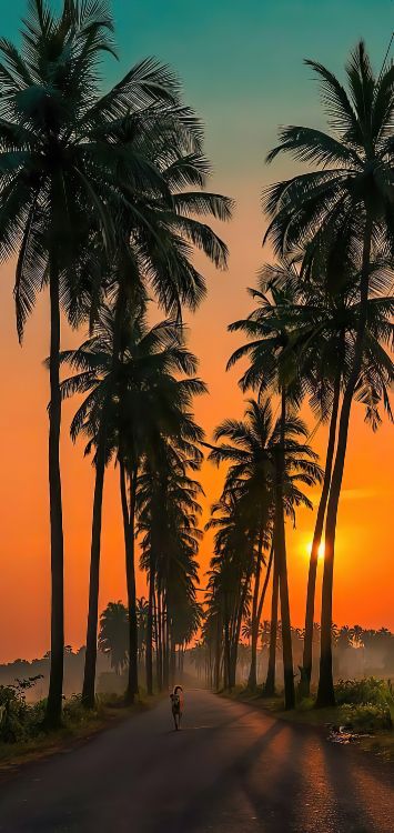 Обои Goa Parra Road, Parra Coconut Road, водопады Сурла, растение, свет в разрешении 1421x3000