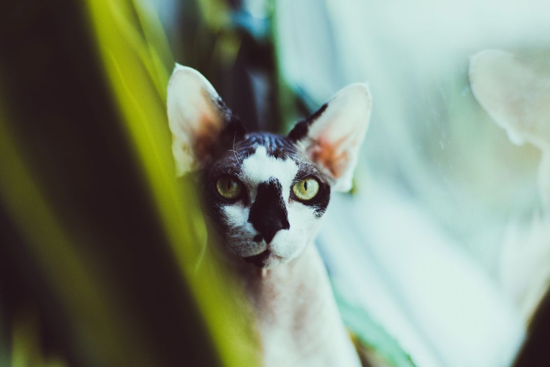 Обои кошки сфинксы, Девон Рекс, Корниш Рекс, бакенбарды, кот в разрешении 5616x3744