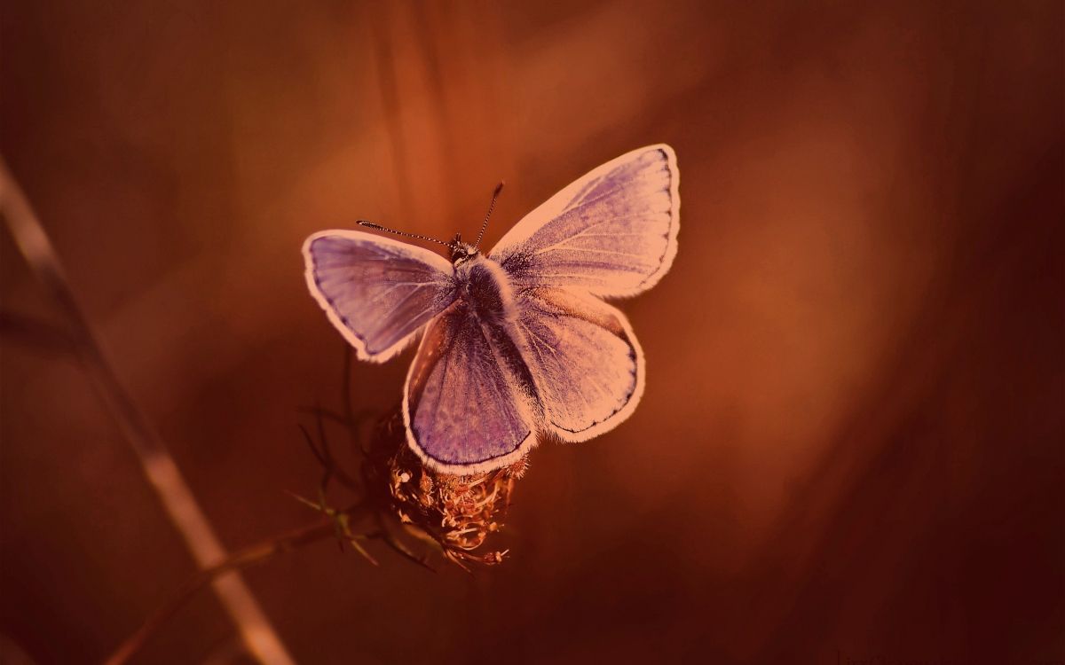 Обои lycaenid, насекомое, мотыльки и бабочки, бабочка, беспозвоночных в разрешении 2560x1600