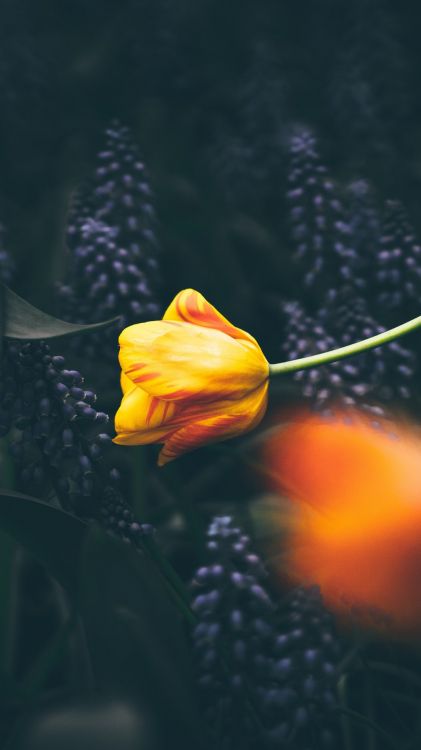 Обои самые красивые цитаты доброго утра, утро, котировка, день, цветок в разрешении 1080x1920