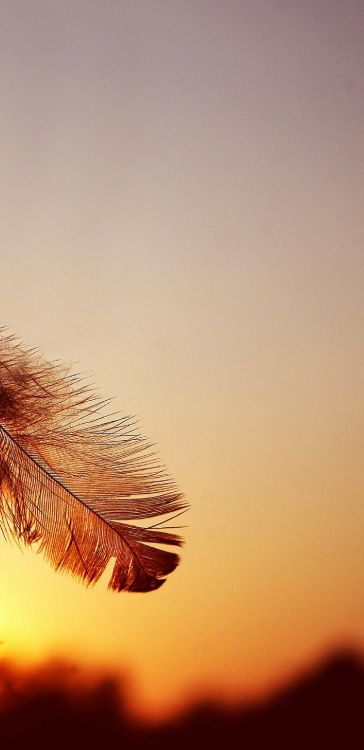 Обои андроид, смартфон, крупный план, Апельсин, лист в разрешении 1440x2960