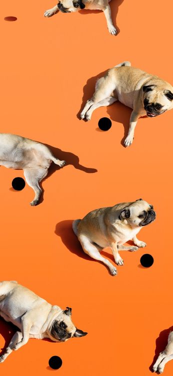 Обои Google, Google Pixel 4a, пиксель 4a, смартфон, пиксель в разрешении 1080x2340