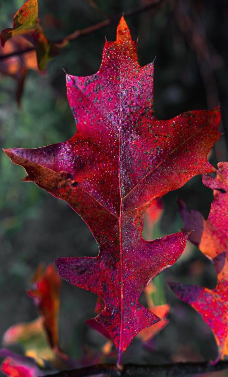 Обои лист, стебель растения, биология, наука, коричневый цвет в разрешении 1237x2048