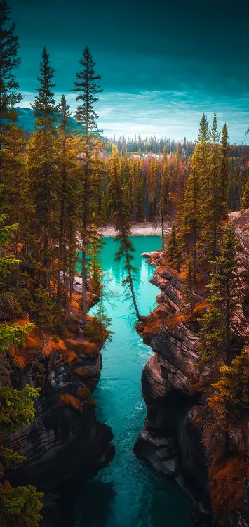 Обои лиственница, Damaksnis, тугай, вода, природный ландшафт в разрешении 1422x3000