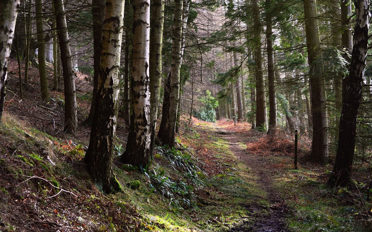 Обои дерево, лес, лесистая местность, природа, роща в разрешении 2560x1600