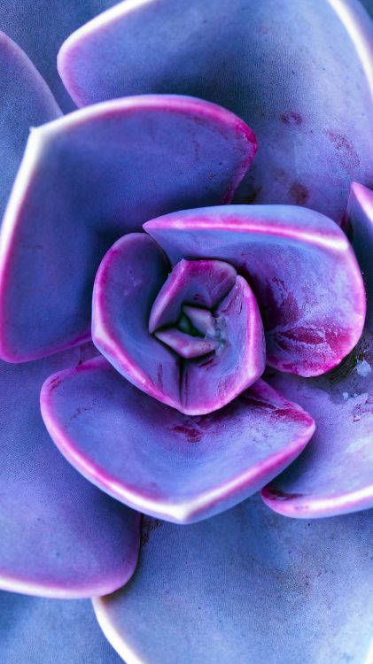 Обои сирень, Фиолетовый, цветок, растение, пурпур в разрешении 1800x3200