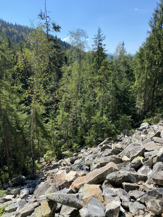 Обои дикая местность, рок, растительное сообщество, коренная порода, лес в разрешении 1536x2048