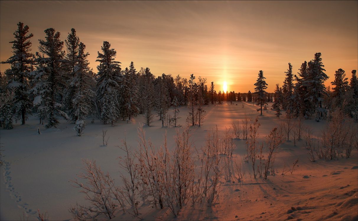 Обои природа, снег, дерево, утро, замораживание в разрешении 2560x1583