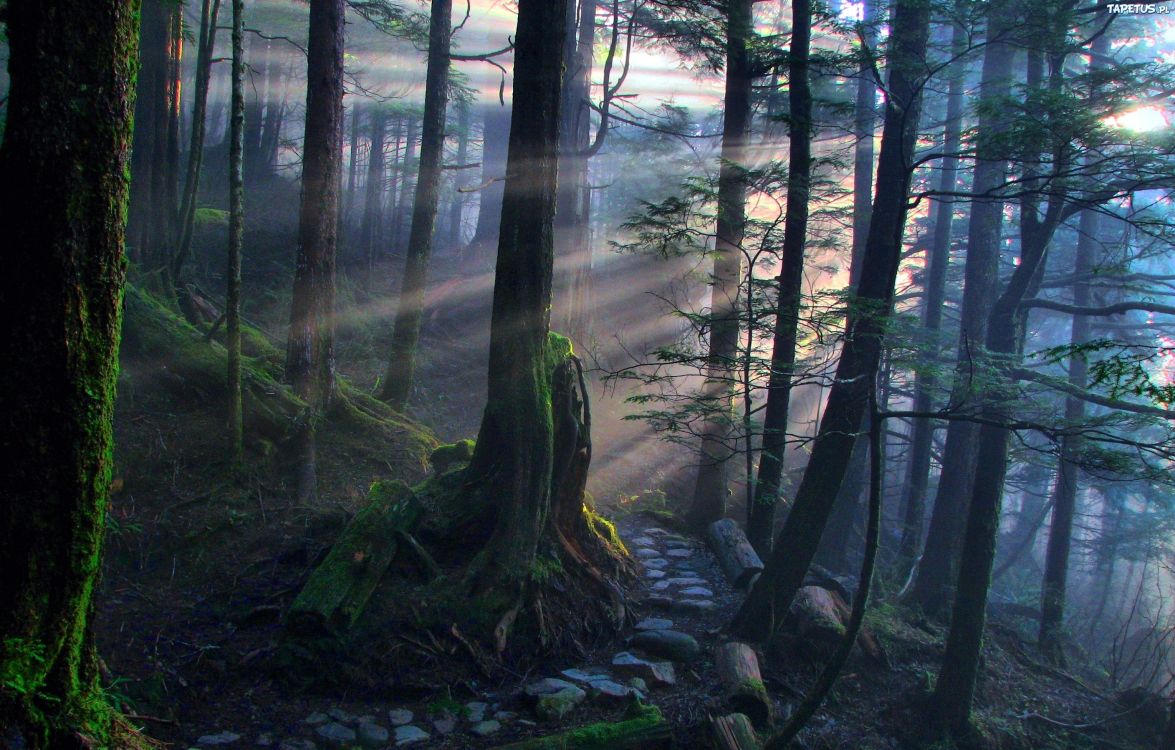 Обои лес, дерево, природа, лесистая местность, природный заповедник в разрешении 2816x1797