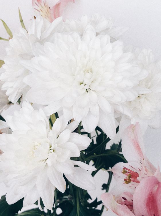 Обои срезанные цветы, цветочный дизайн, цветок, цветковое растение, цветочный букет в разрешении 3024x4032