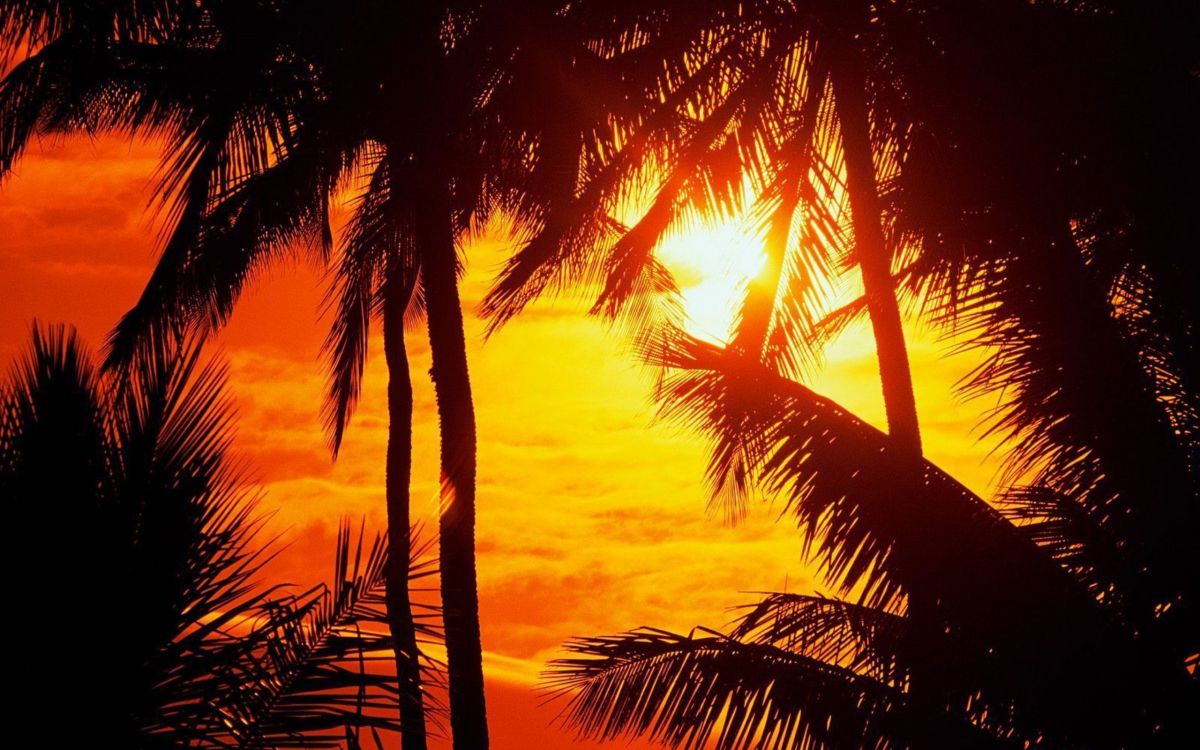 Обои закат, дерево, природа, восход солнца, солнце в разрешении 2560x1600