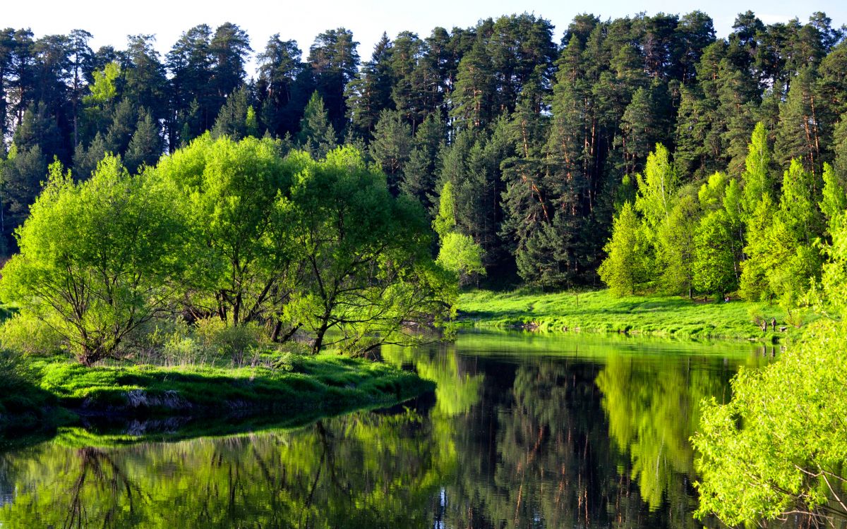 Обои природа, дерево, зеленый, отражение, растительность в разрешении 2560x1600