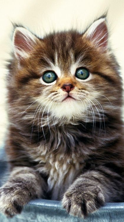 Обои с днем рождения цветы кошки, мейн кун, манчкин кошка, Наполеон кот, Девон Рекс в разрешении 1080x1920