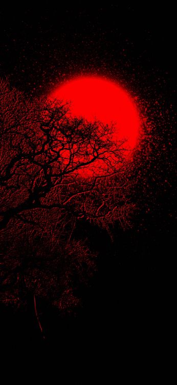 Обои атмосфера, растение, прут, розовый, дерево в разрешении 1200x2600