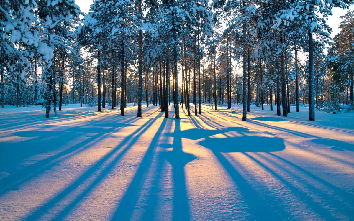 Обои закат, снег, зима, дерево, природа в разрешении 2560x1600