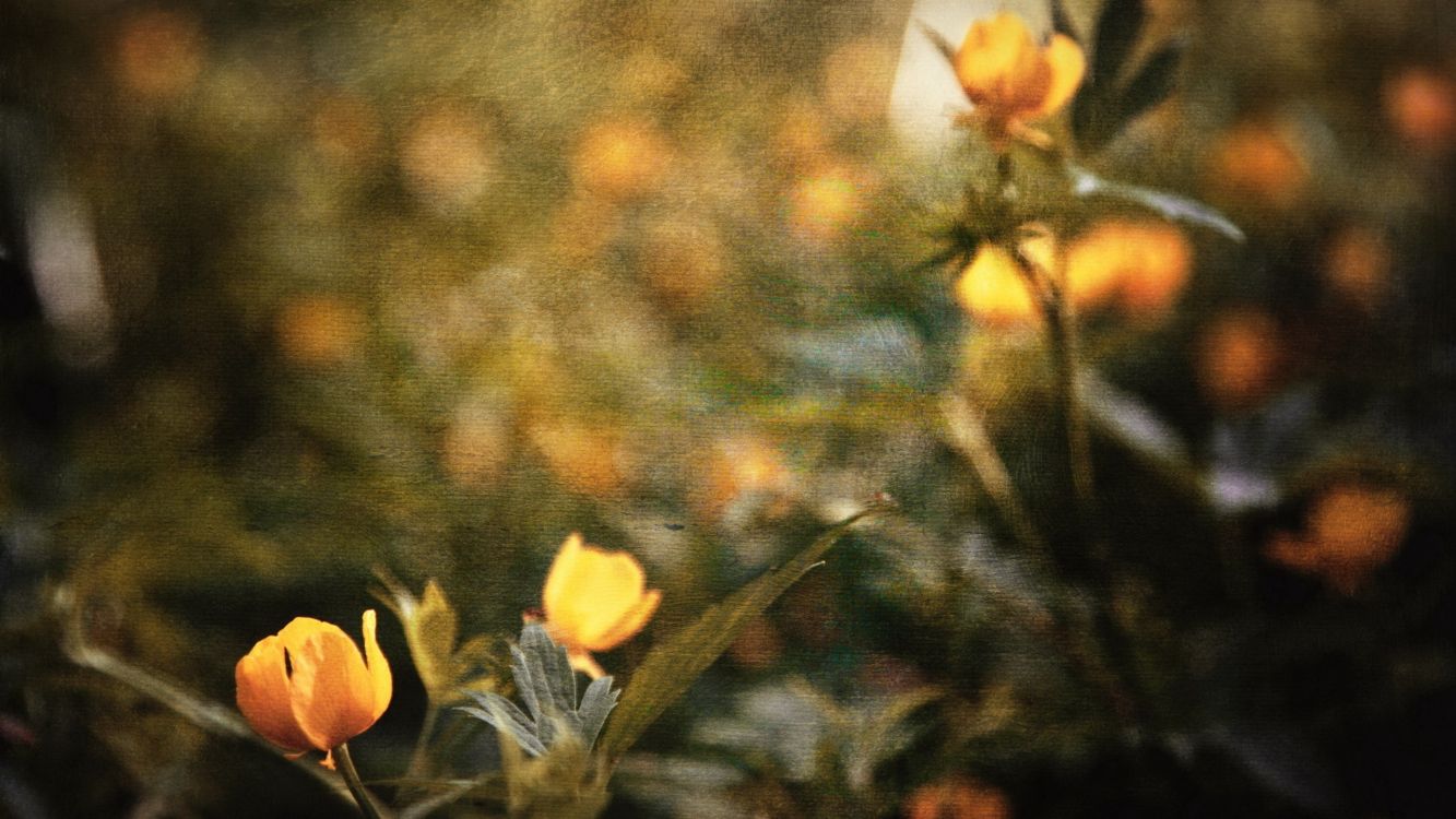 Обои полевой цветок, стебель растения, цветок, желтый, растение в разрешении 2560x1440