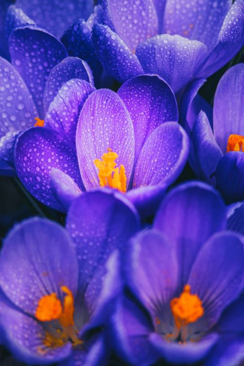 Обои цветок, Крокус, пурпур, остеоспермум в розовом цвете, цветочный букет в разрешении 1100x1650