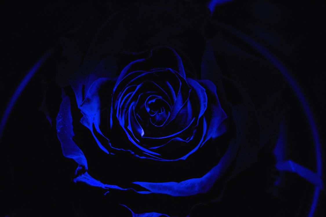 Обои Роза, синий, черный, цветок, семья Роуз в разрешении 6000x4000