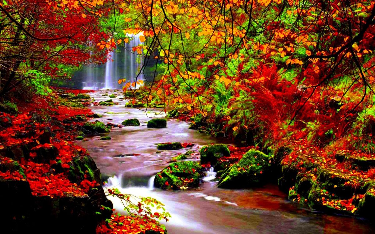Обои осень, природа, дерево, лист, поток в разрешении 2560x1600