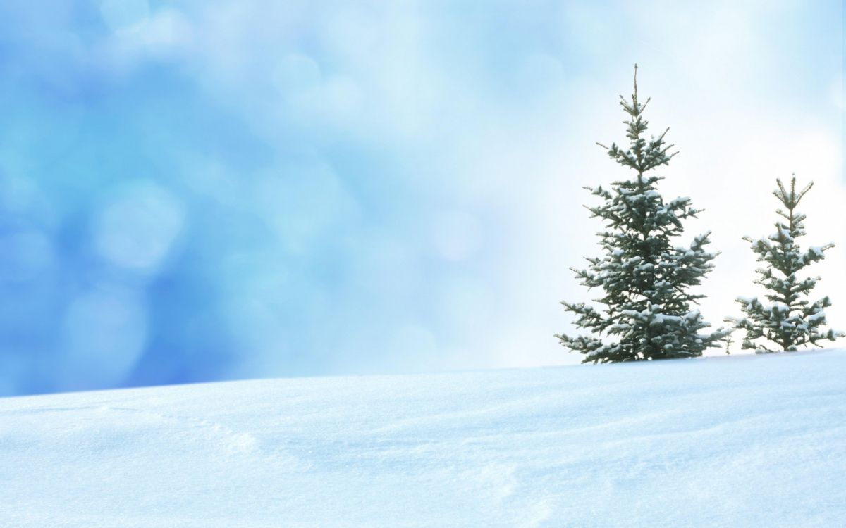 Обои снег, зима, дерево, замораживание, пихта в разрешении 2560x1600