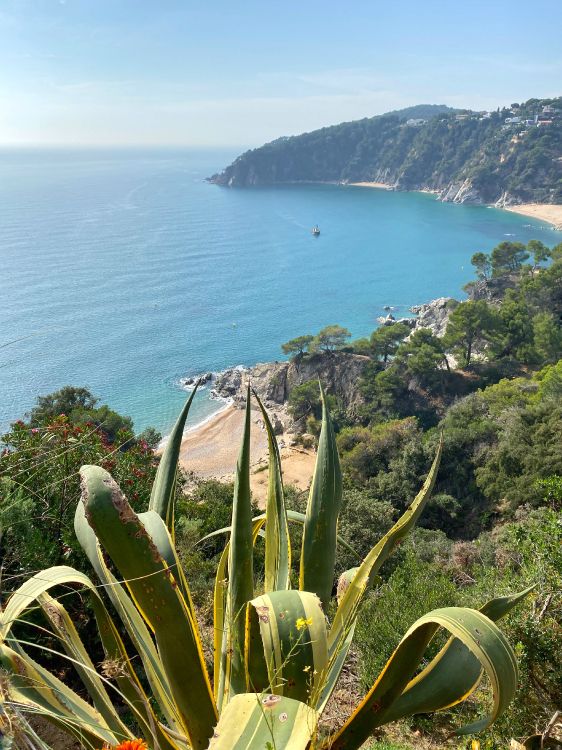 Обои побережье, растительность, растительное сообщество, океан, наземное растение в разрешении 3024x4032