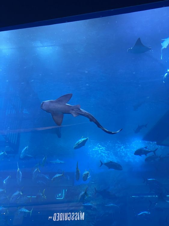 Обои вода, подземные воды, жидкость, электрик, рыба в разрешении 1536x2048