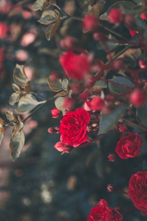 Обои Роза, цветок, сад роз, красный цвет, лепесток в разрешении 4000x6000