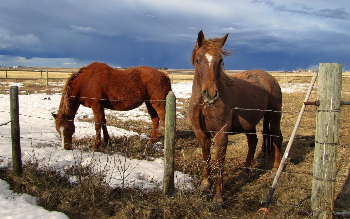 Обои ручка, конь, грива, кобыла, Мустанг лошадь в разрешении 2560x1600