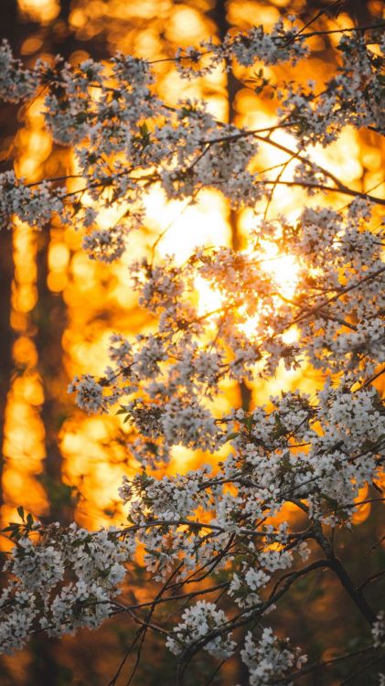 Обои осень, атмосфера, Люди в природе, Янтарь, природный ландшафт в разрешении 720x1280