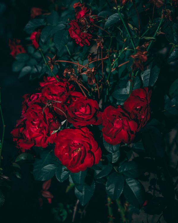 Обои Роза, цветок, эстетика, сад роз, красный цвет в разрешении 4000x5000