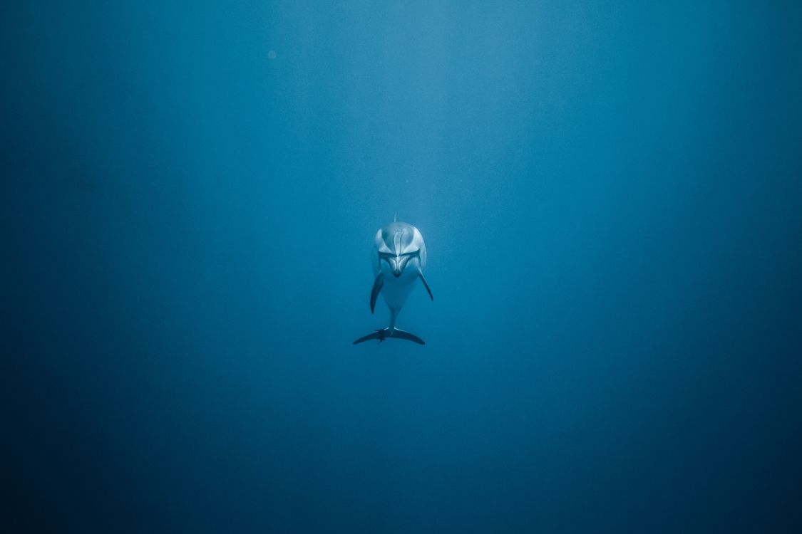 Обои вода, Дельфин, синий, подземные воды, лазурный в разрешении 5373x3582