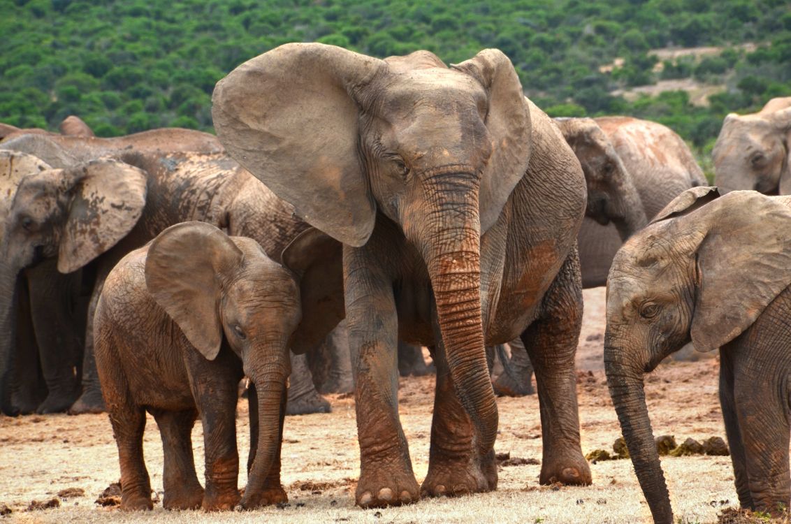 Обои африканский слон Буша, Слон, слоны и мамонты, наземные животные, живая природа в разрешении 4928x3264