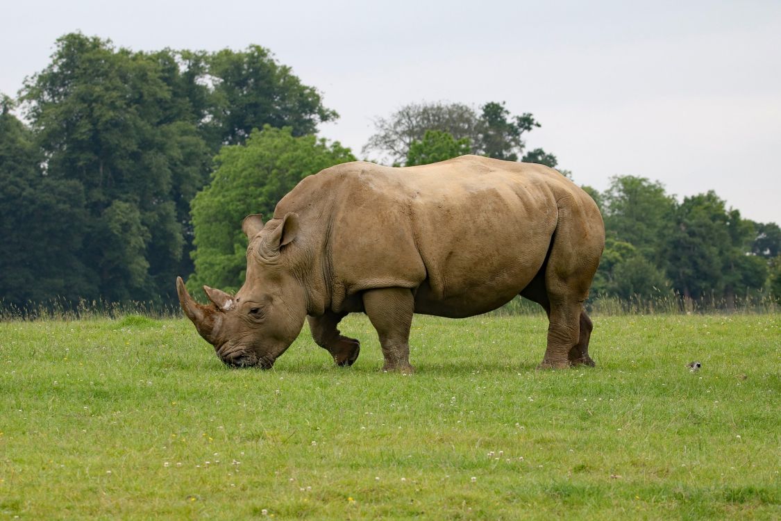 Обои носорог, черный носорог, наземные животные, живая природа, рог в разрешении 1920x1280