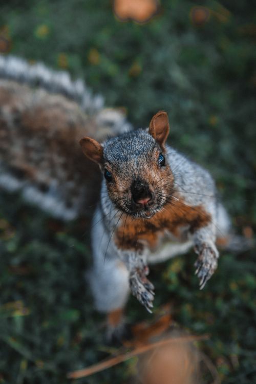 Обои морда, Восточная серая белка, живая природа, белка, трава в разрешении 5000x7500