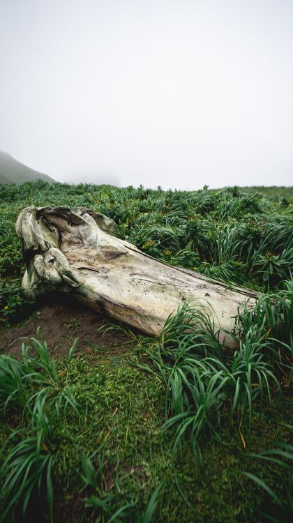 Обои растительность, растение, древесина, природный ландшафт, наземное растение в разрешении 3363x6000