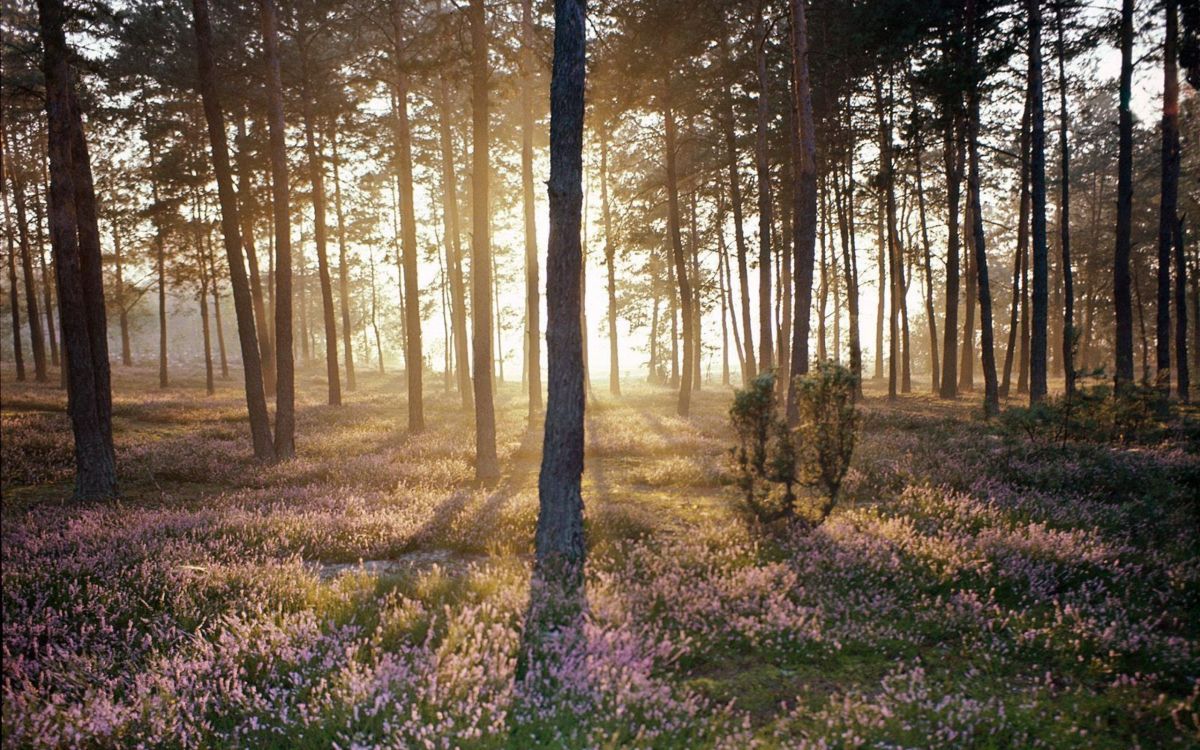 Обои лес, дерево, лесистая местность, природа, пехотинцы в разрешении 2560x1600