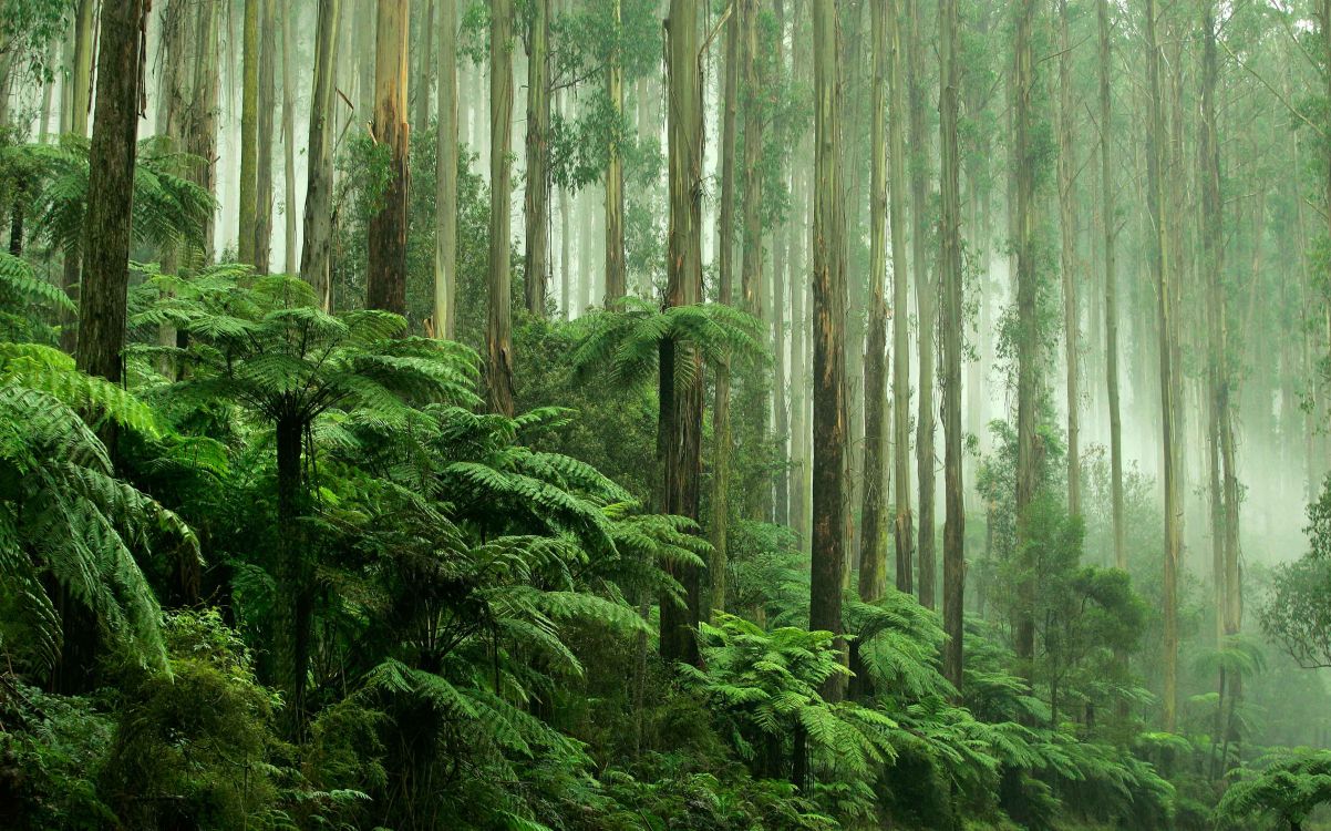 Обои тропический лес, тропические леса, лес, растительность, природа в разрешении 3486x2175