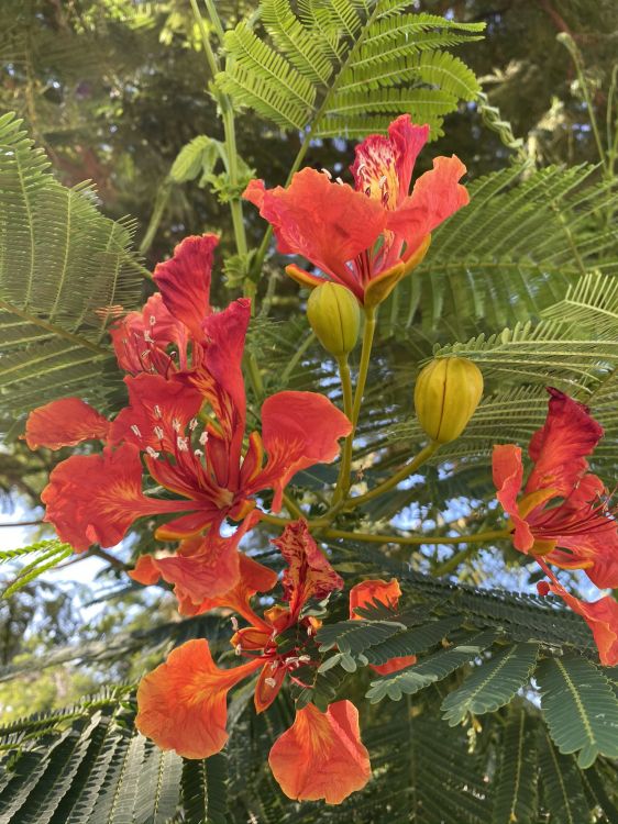 Обои Флора, цветковое растение, однолетнее растение, биология, наука в разрешении 1536x2048