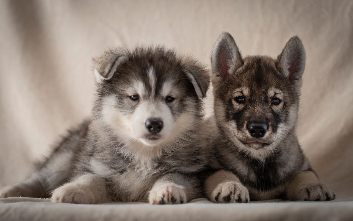 Обои Себирская Хаски, щенок, аляскинский маламут, собака породы, пес в разрешении 2880x1800
