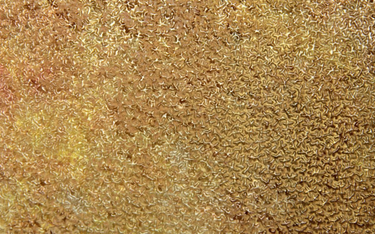 Обои почва, трава, семейство травы, зерно в разрешении 2560x1600