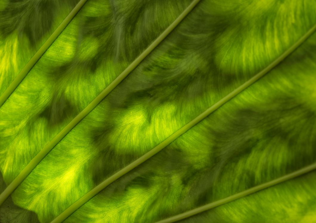 Обои лист, зеленый, растительность, трава, крупный план в разрешении 4768x3376
