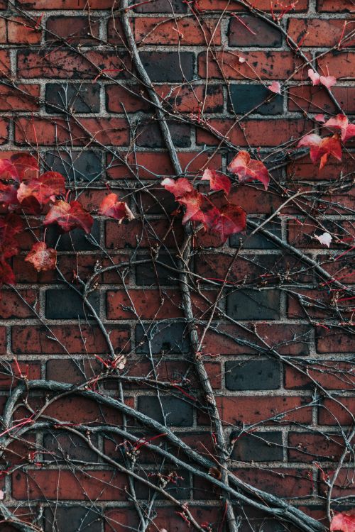 Обои стена, красный цвет, кирпич, лист, дерево в разрешении 4000x6000