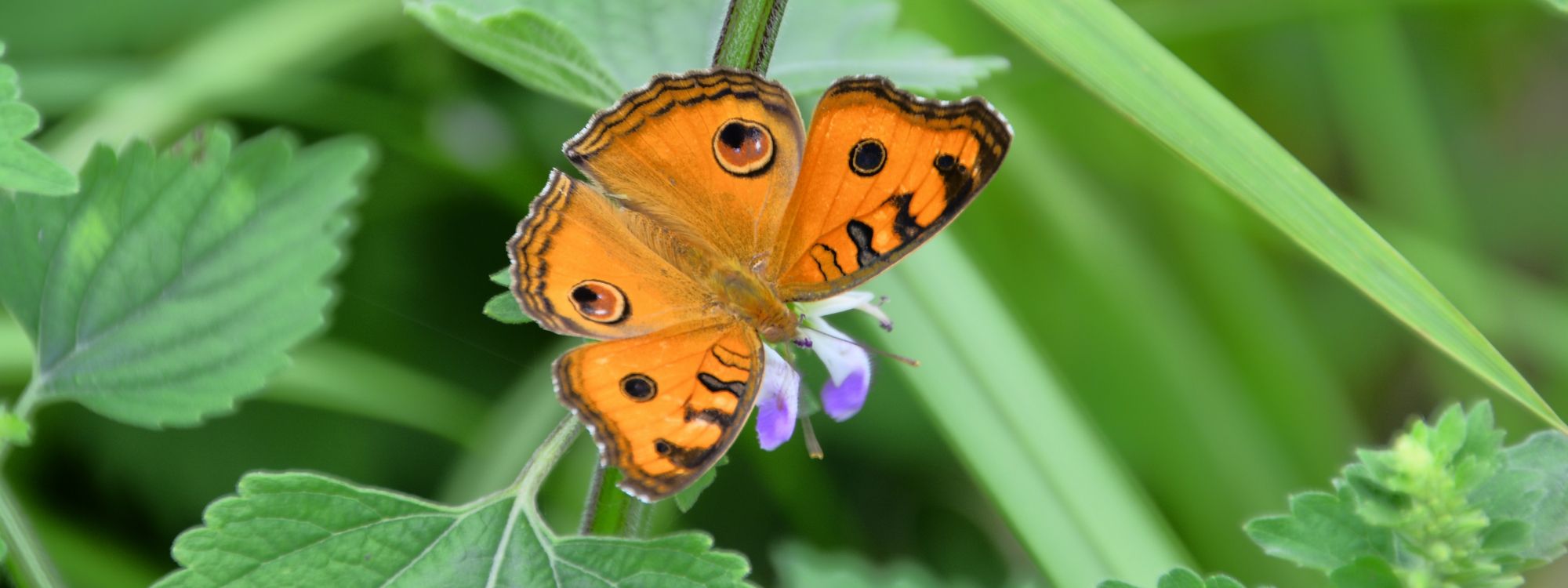 Обои насекомое, мотыльки и бабочки, бабочка, беспозвоночных, опылитель в разрешении 5600x2100